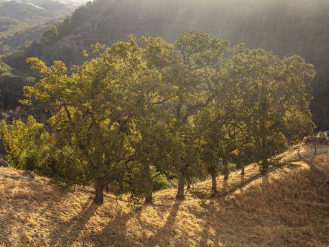 Sunol oak tree 7