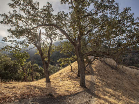 Sunol oak tree 8