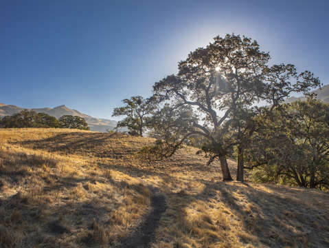 Sunol oak tree 9
