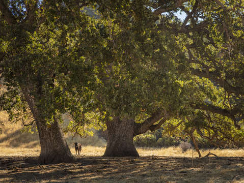 Sunol oak tree 10