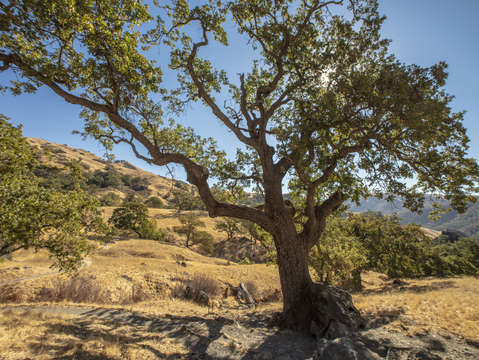 Sunol oak tree 11