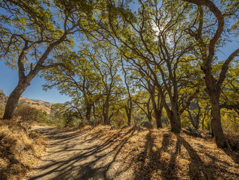 Sunol oak tree 12