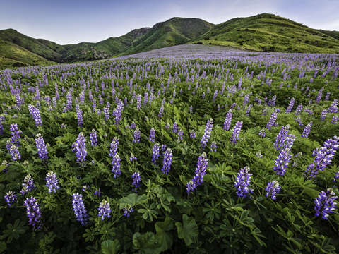 Lupine patch