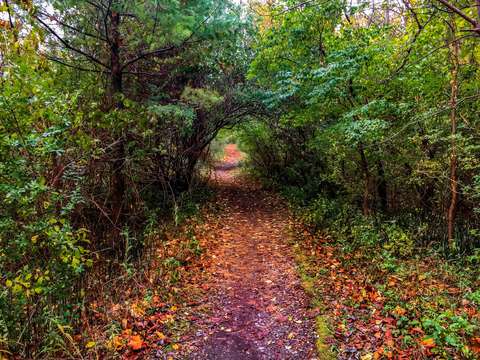 Bike trail tree tunnel img 3905
