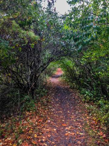 Bike trail tree tunnel img 3909