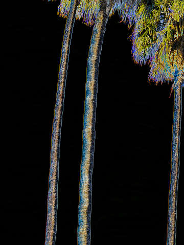 Neon palms