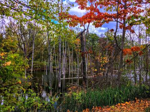 Fall colored pond img 3922