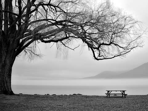Willow tree in the fog