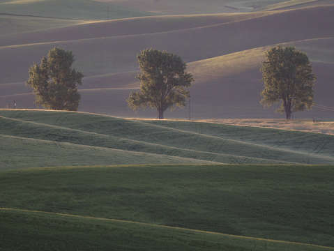 Three trees sunrise