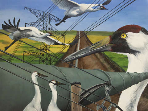 Keystone cranes
