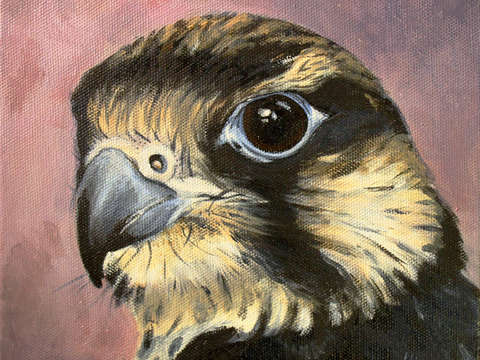 Peregrine falcon