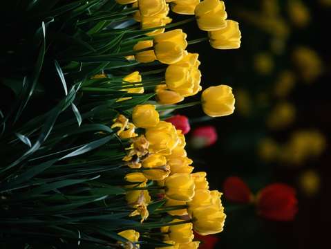 Tulips at last light