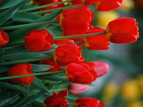 Red tulips 4