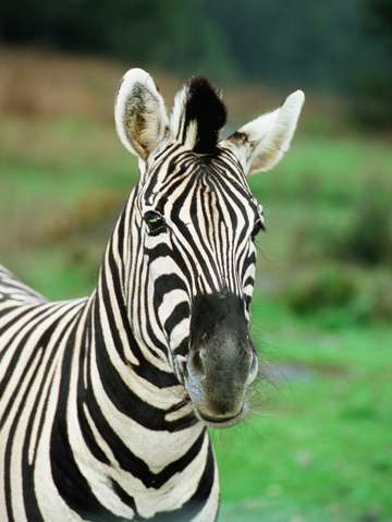 Zebra on african plains