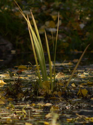 In the pond