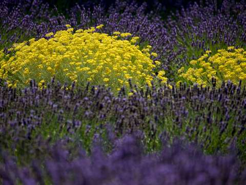Lavender and marigold