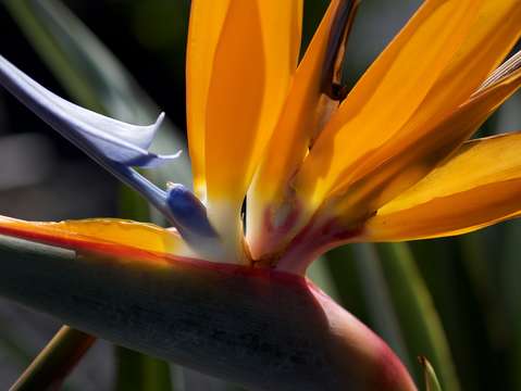 Bird of paradise 3