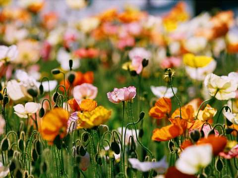 Field of flowers 3