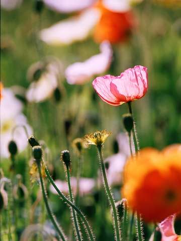 Flowers 5
