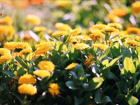 Yellow sea 2