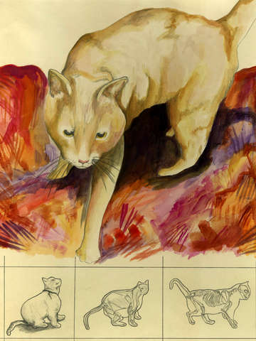 Anatomy of a Cat