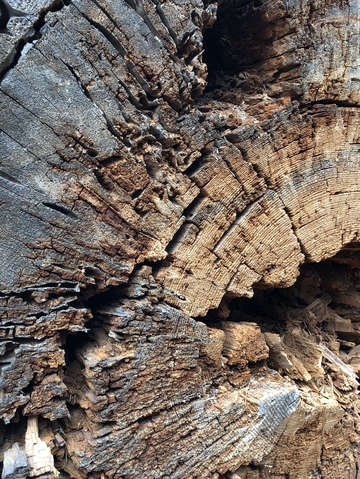 Felled pine