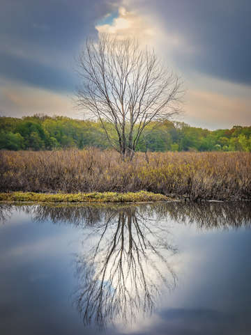 River tree