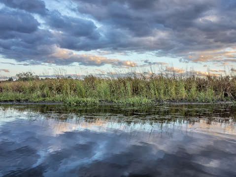 Water grass sky