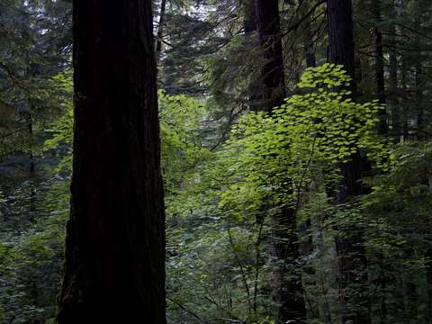 Forest scene