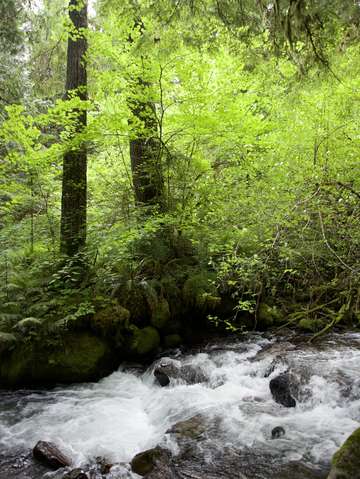Along cooper creek washington