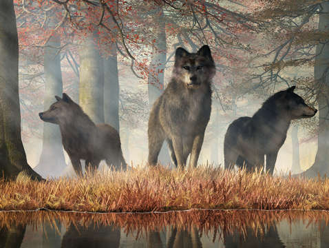Wolves of autumn