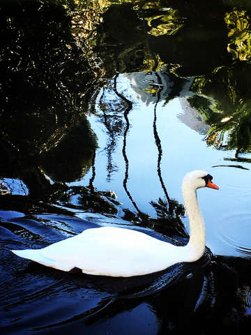 Swan 6
