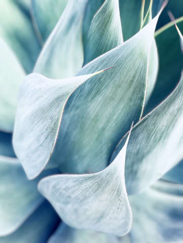 Agave