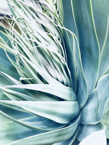 Agave fringe