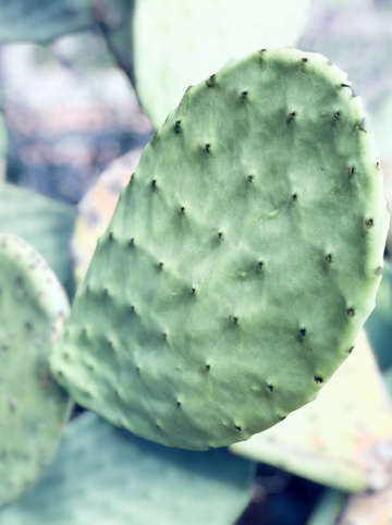 Cactus 4