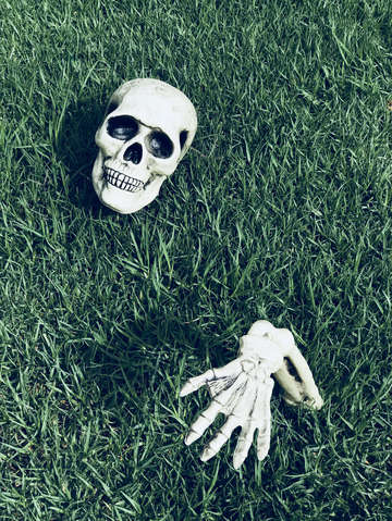 Skull in grass