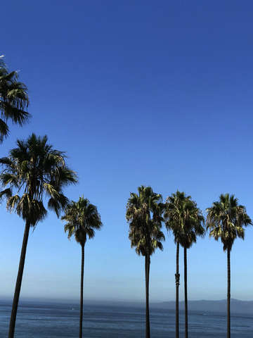 Palms on blue