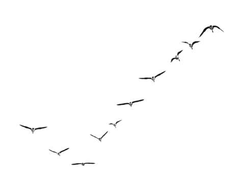 Geese check