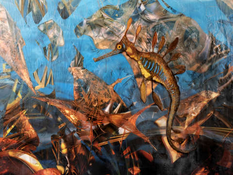 Seahorse reef