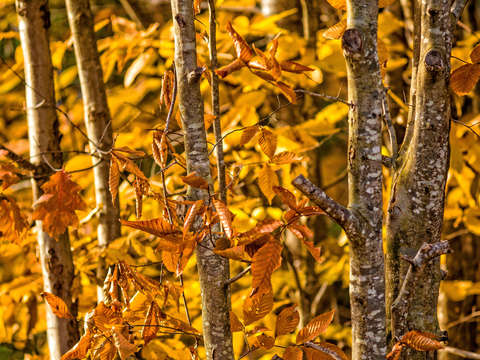 Fall foliage nh ash lane