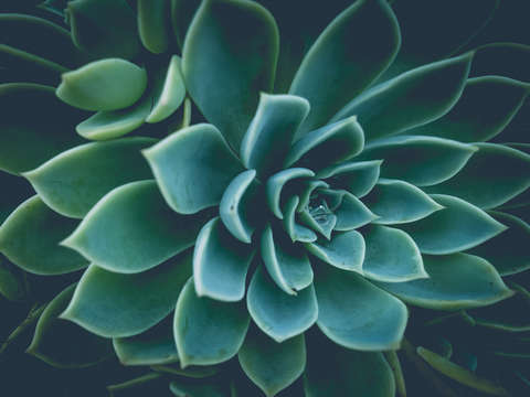 Succulent film fade