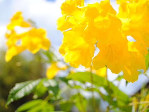Yellow flowers 5