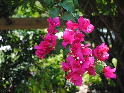 Pink flowers 6