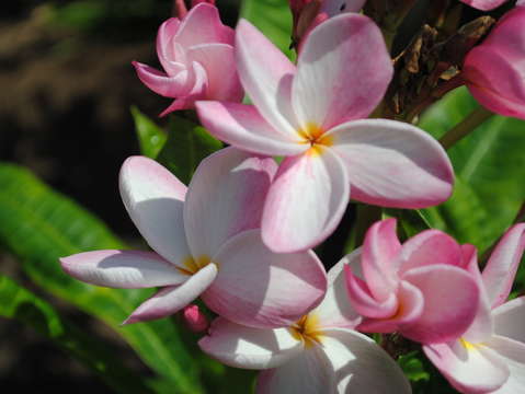 Pink and white flower