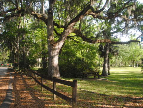 Boone tree