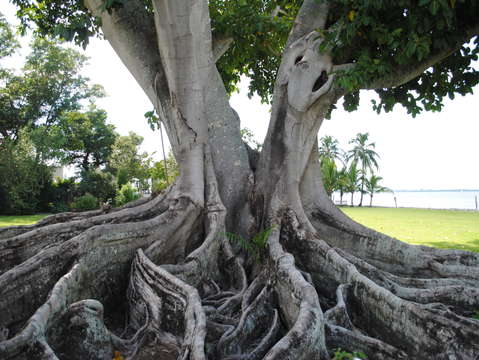 The fig