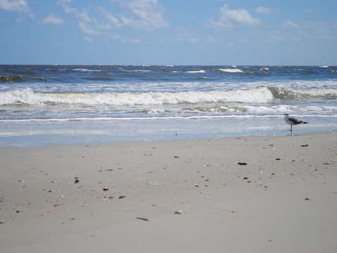 The thinking seagull