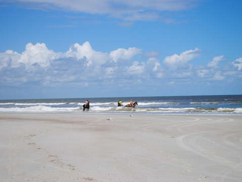 Horses playing in the surf