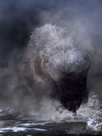 Buffalo charging through snow