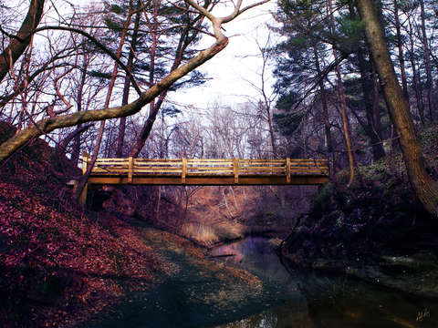 Through the woods 3